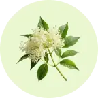 Elderflower