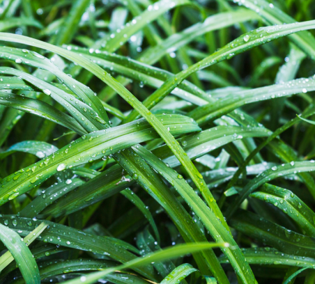 Lemongrass