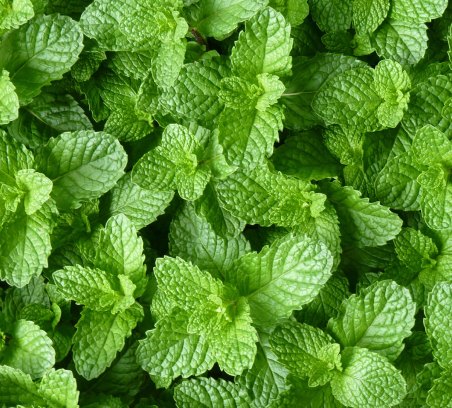 Mint